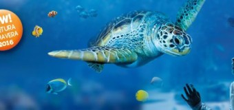 SEA LIFE Roma Aquarium, si avvicinano le prime selezioni